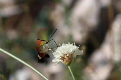 Hemaris croatica